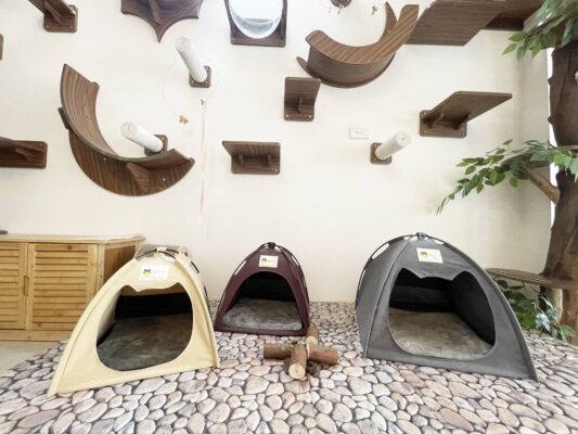 Super hot cat cafe in Hanoi for cat lovers in 2023 7 Cat tent