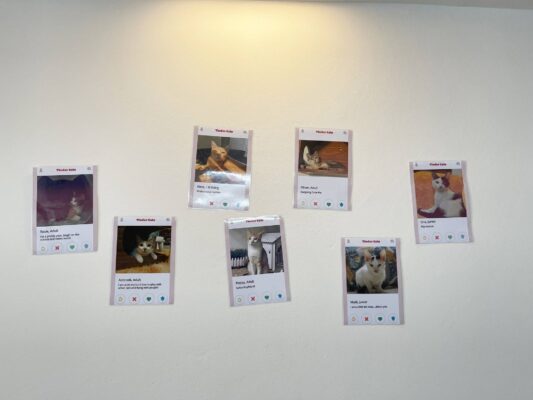Super hot cat cafe in Hanoi for cat lovers in 2023 4 Tinder cat