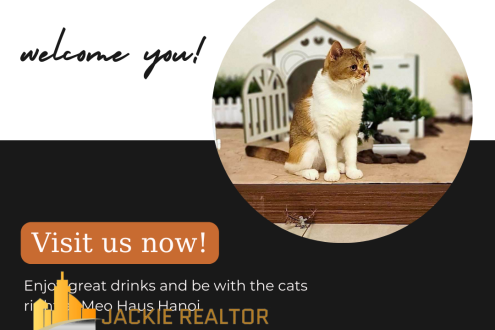 Cat Cafe in Hanoi for cat lovers