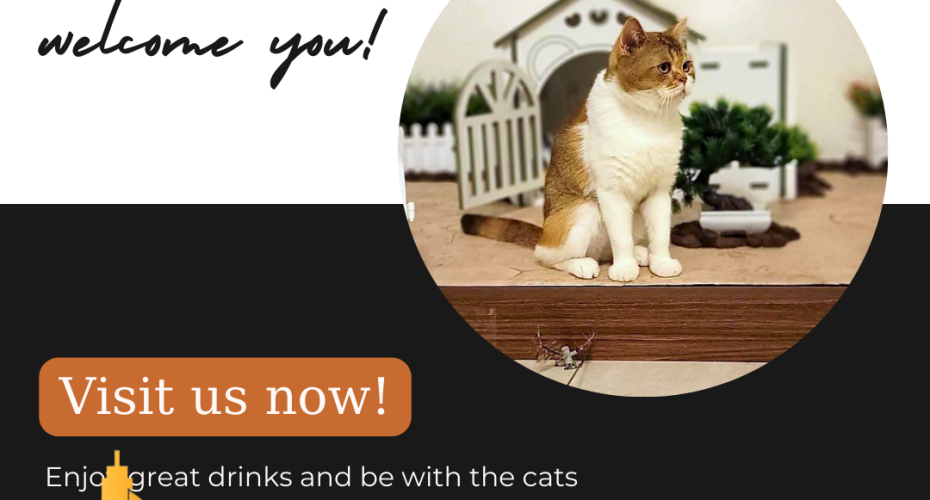 Cat Cafe in Hanoi for cat lovers