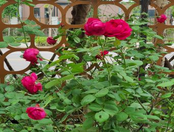 Townhouses and villas for rent in Starlake Tay Ho Tay (2)